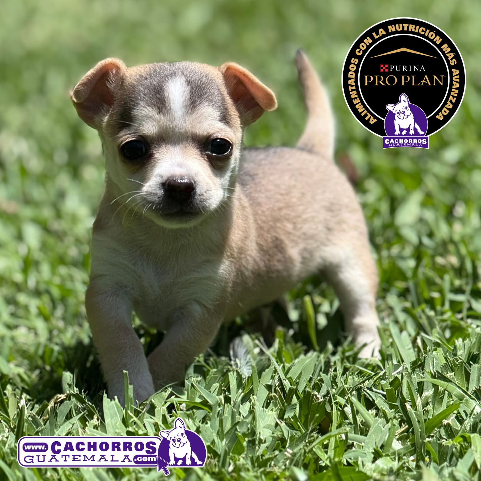 Guapo Chihuahua