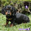 Miniatura: Precioso Dachshund (Salchicha)