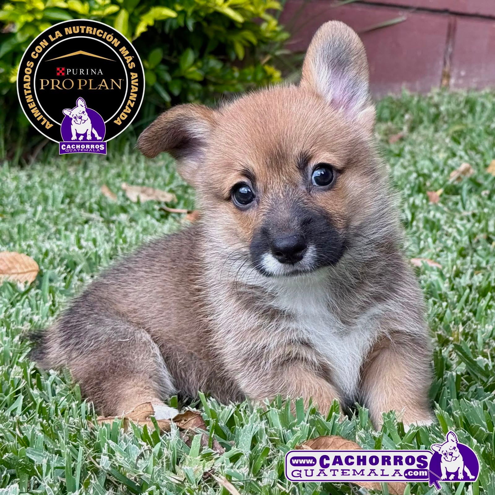 Hermoso Welsh Corgi Pembroke