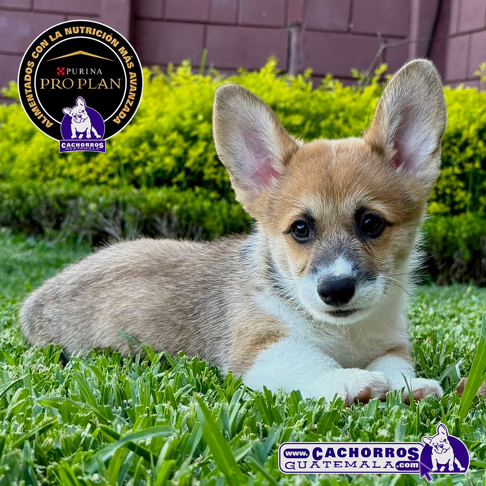 Miniatura: Guapo Welsh Corgi Pembroke