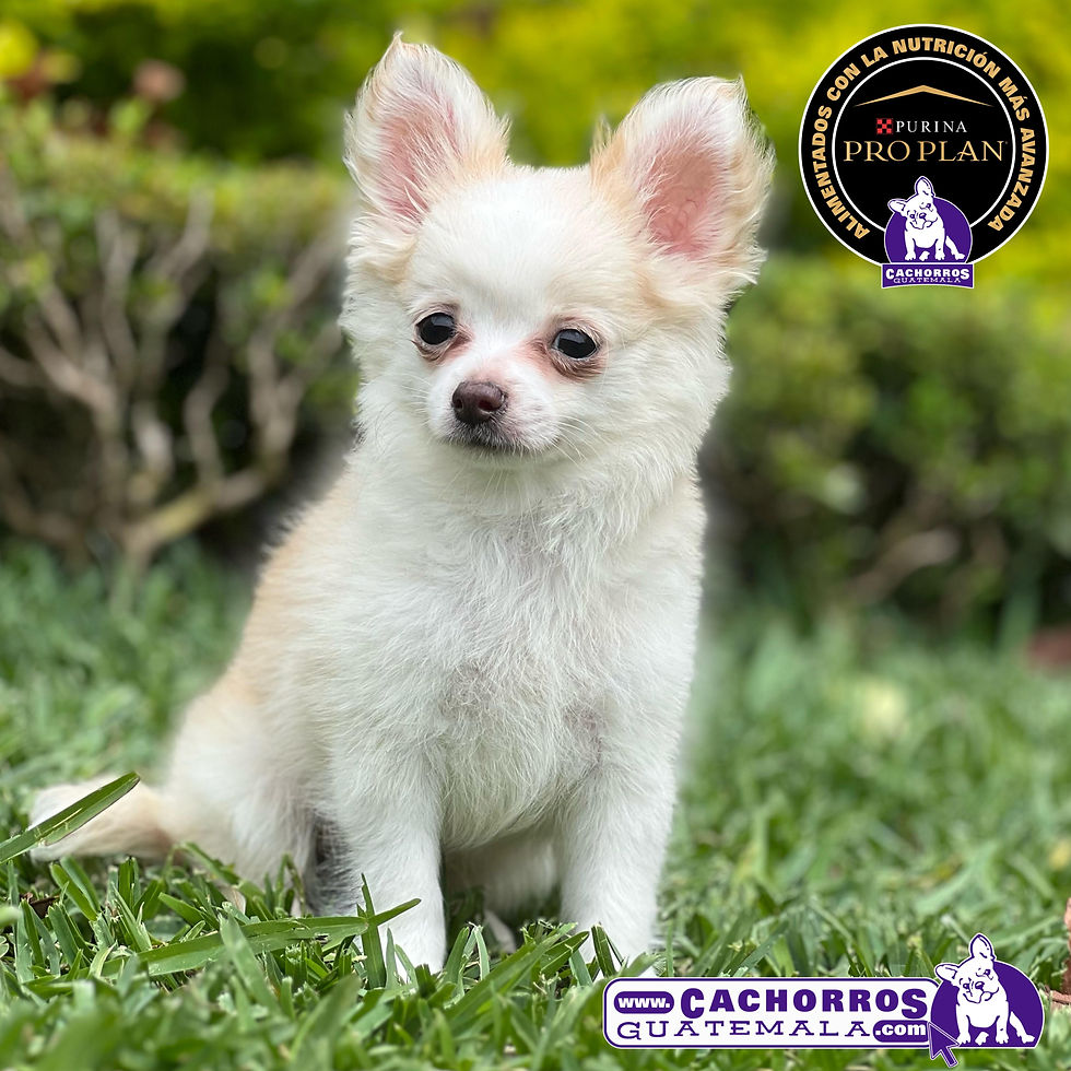 Miniatura: Hermoso Chihuahua