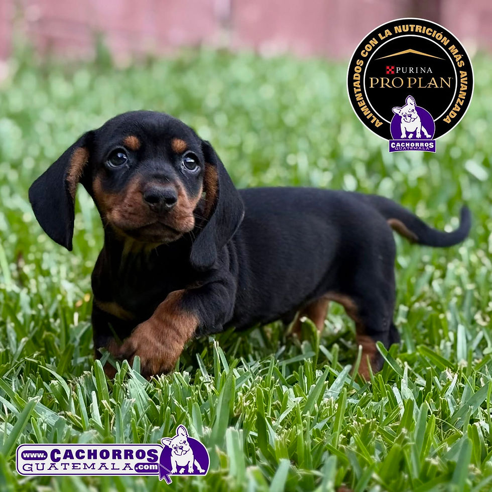 Miniatura: Precioso Dachshund (Salchicha)