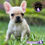 Miniatura: Preciosa Bulldog Francés