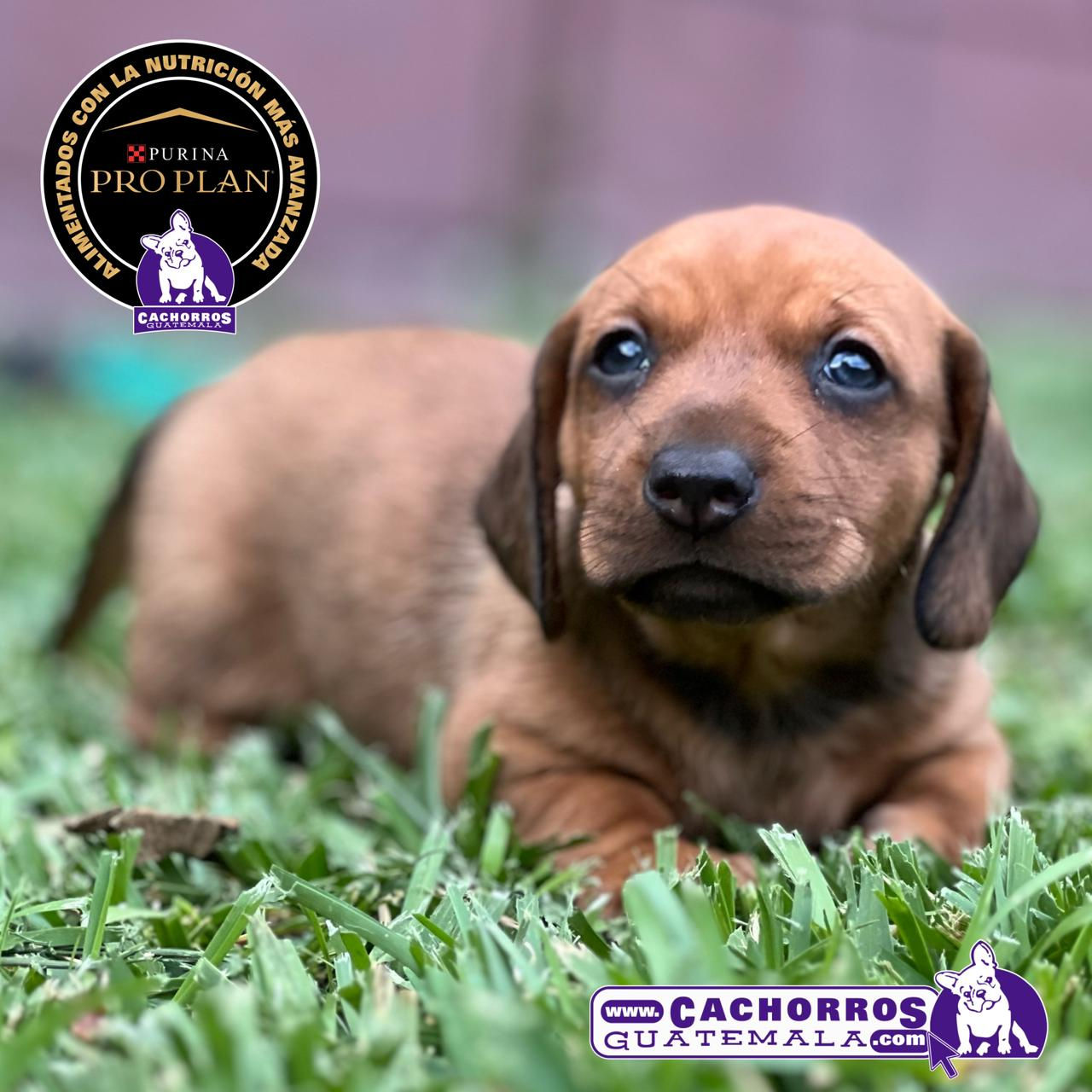 Preciosa Dachshund (Salchicha)