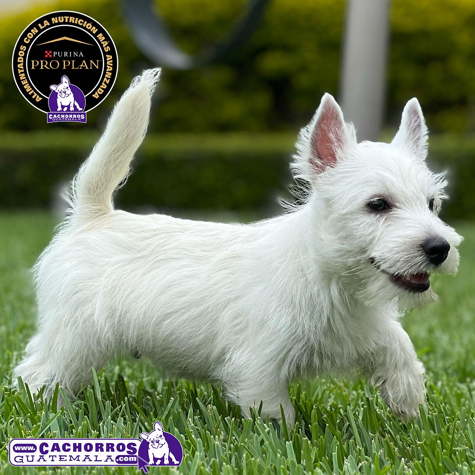 Miniatura: Hermoso Westy