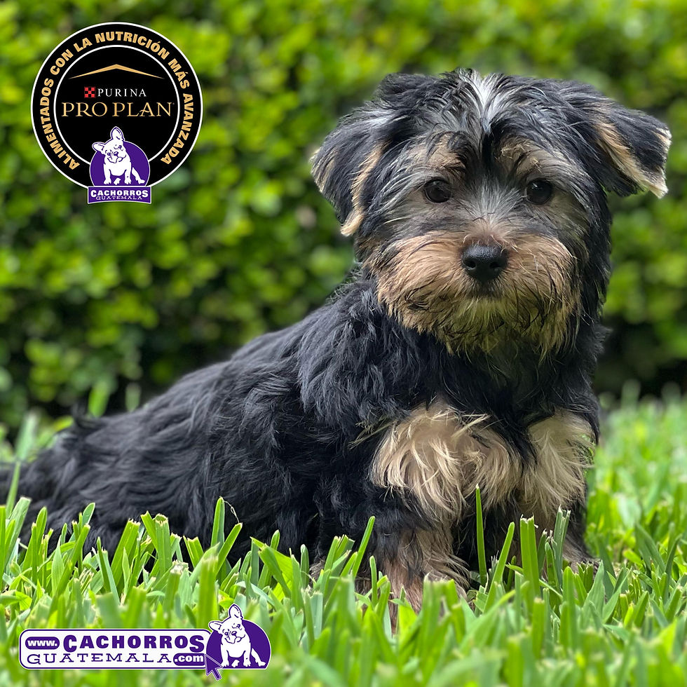 Miniatura: Precioso Yorkshire Terrier