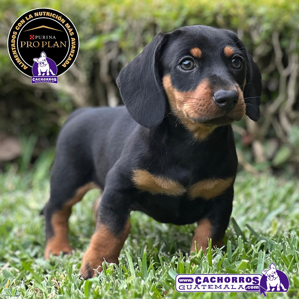 Miniatura: Precioso Dachshund (Salchicha)
