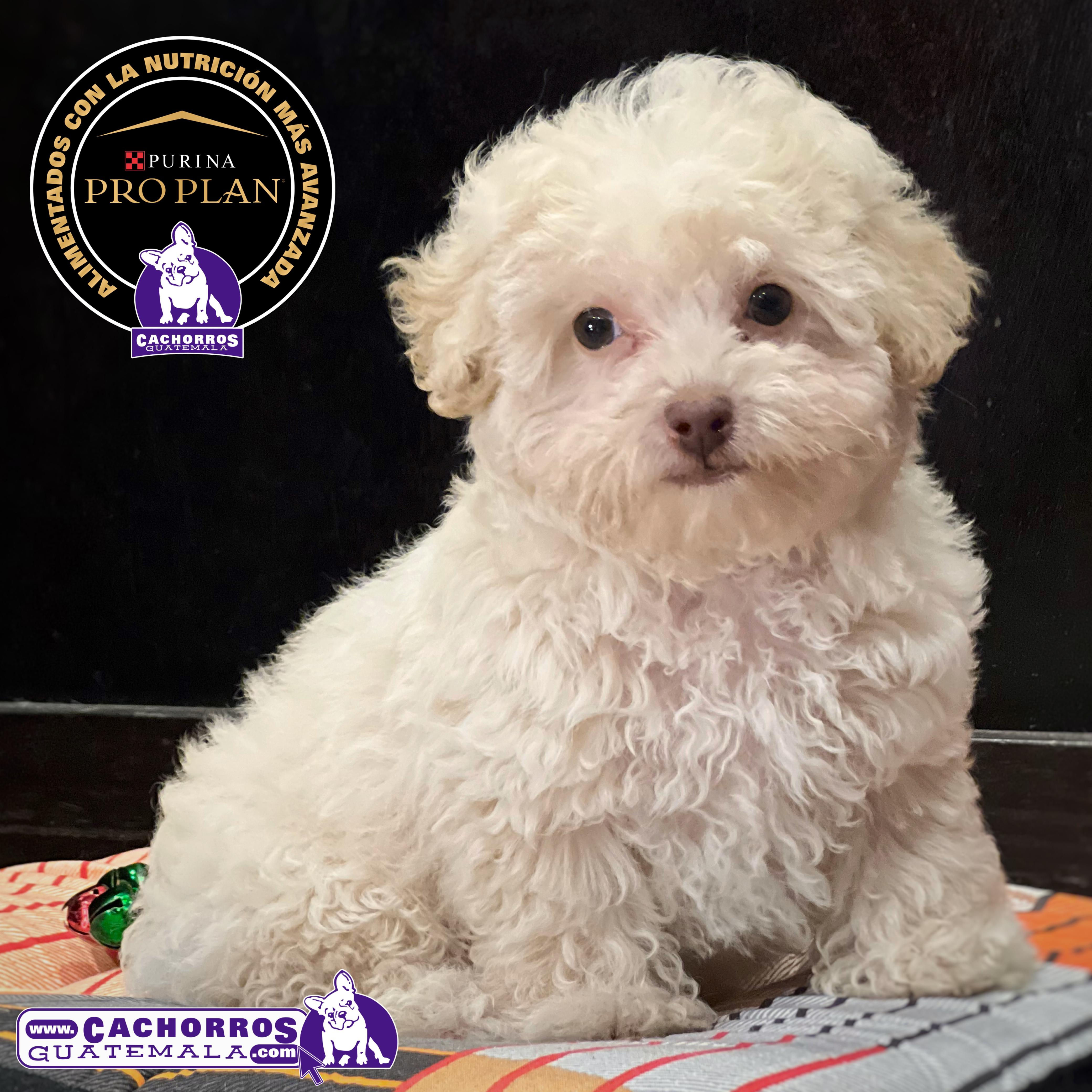 Hermoso French Poodle