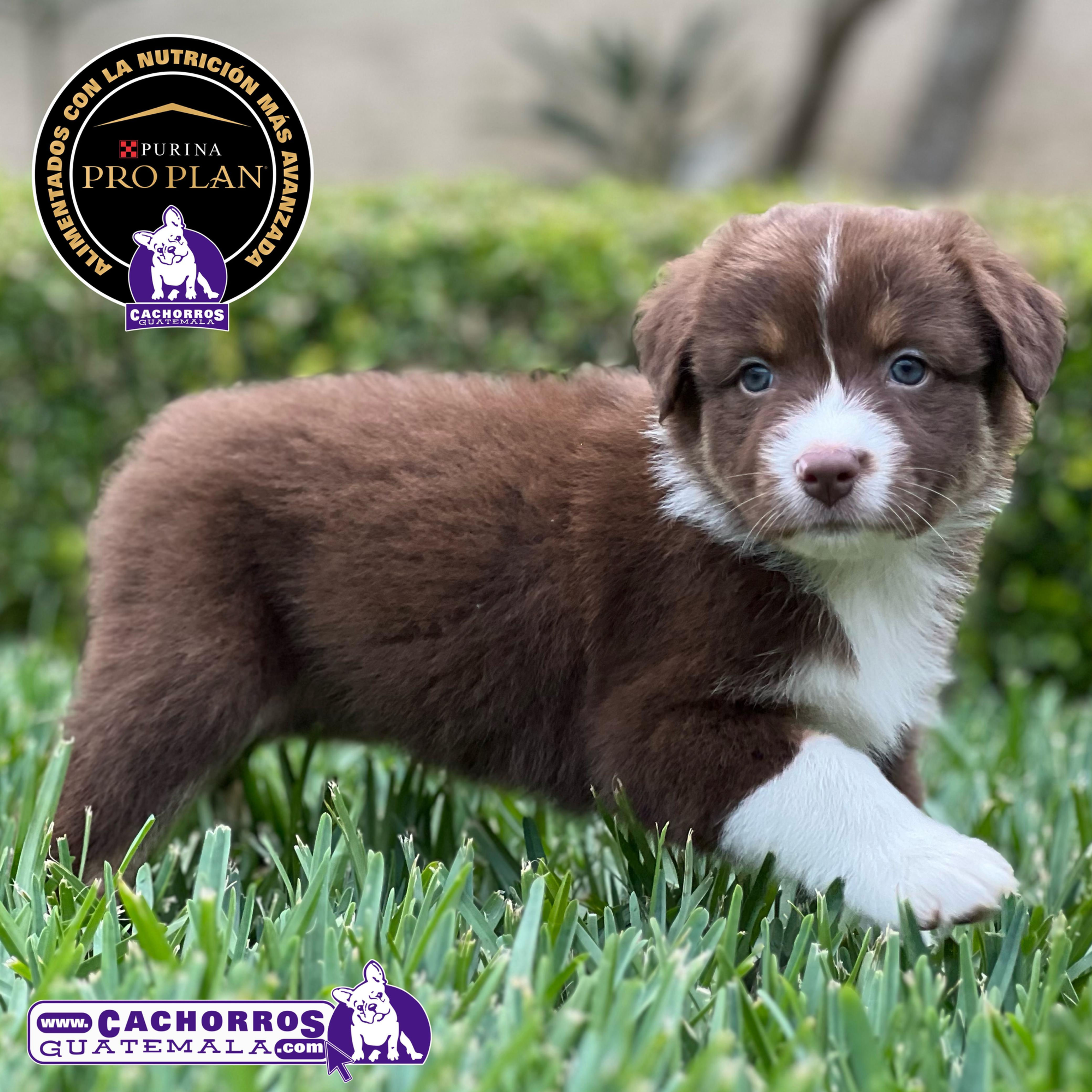 Preciosa Pastor Australiano Aussie