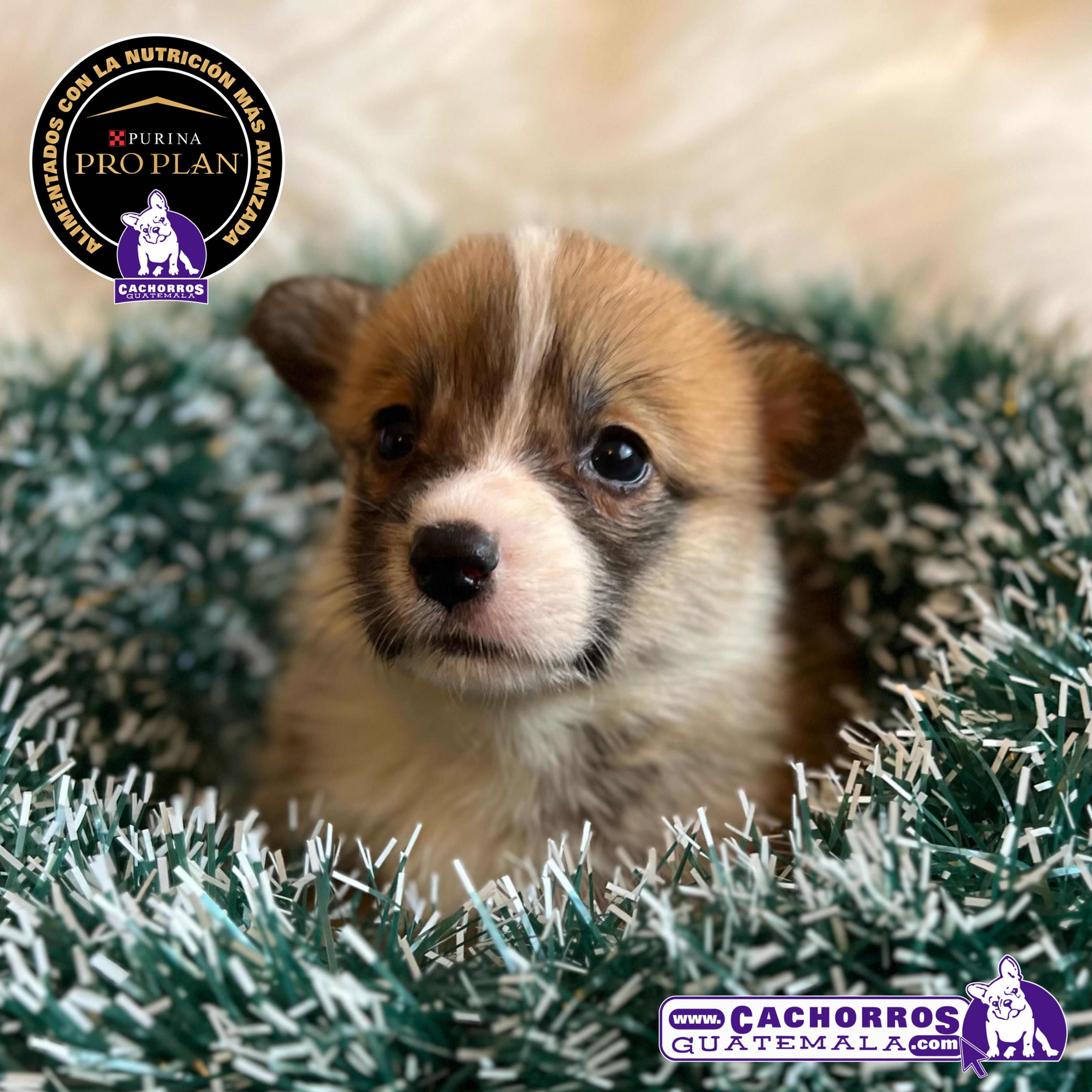 Hermoso Welsh Corgi Pembroke