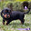Miniatura: Preciosa Dachshund (Salchicha)