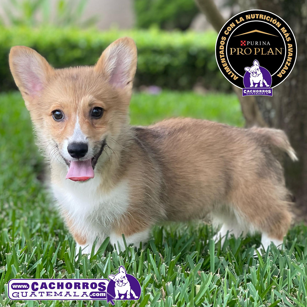 Miniatura: Hermoso Welsh Corgi Pembroke