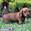 Miniatura: Hermosa Dachshund (Salchicha)