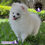 Miniatura: Hermoso Pomeranian