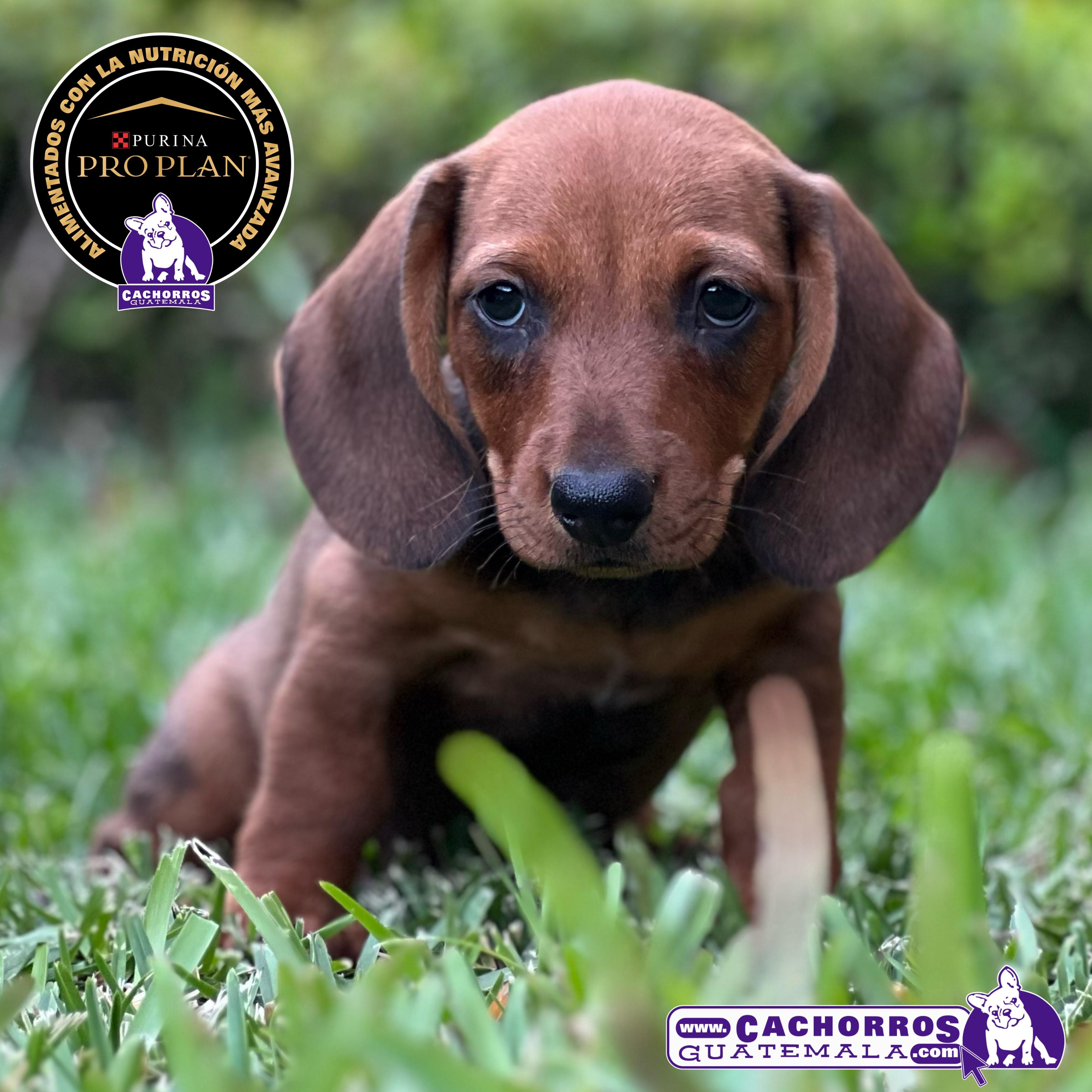 Guapo Dachshund (Salchicha)