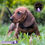 Miniatura: Guapo Dachshund (Salchicha)