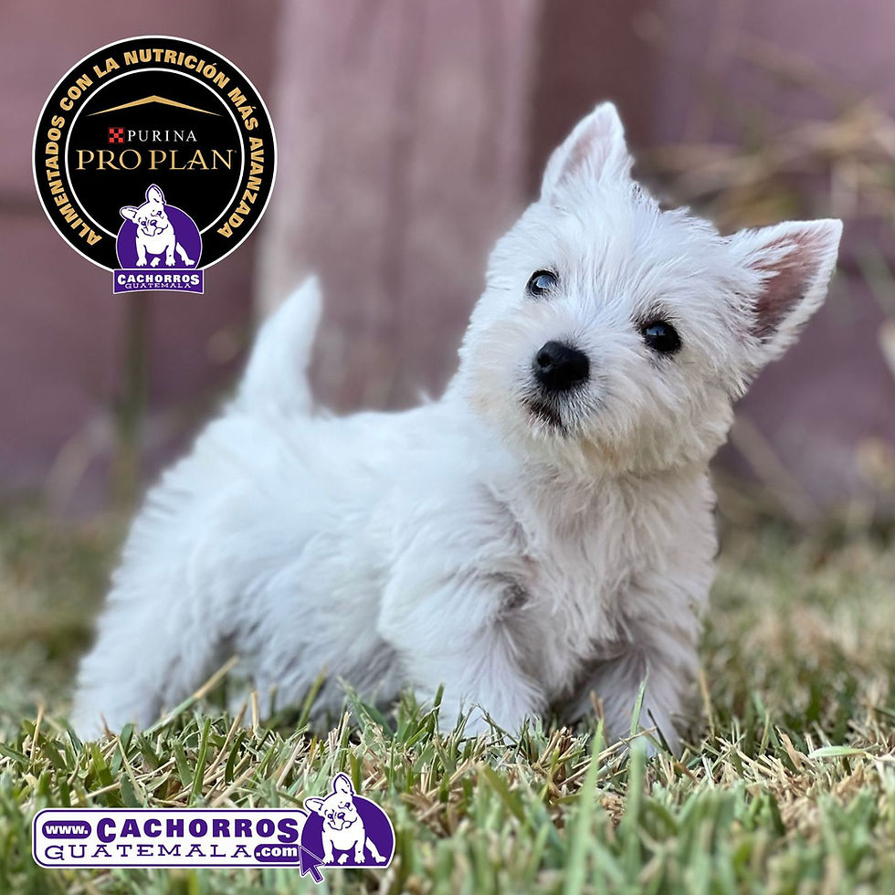 Miniatura: Guapo Westy