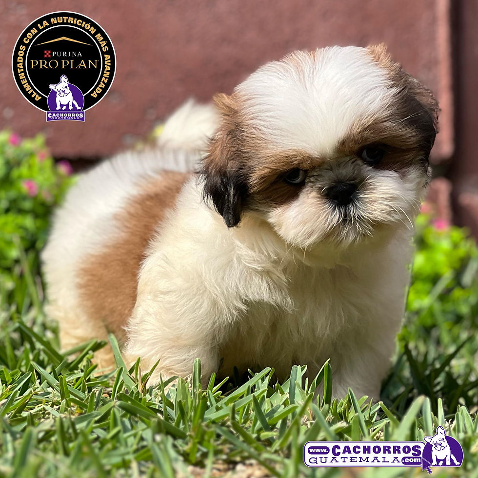Hermoso Shih Tzu