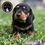 Miniatura: Hermoso Dachshund (Salchicha)