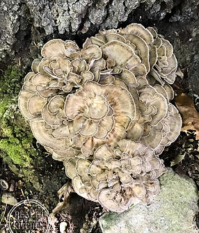 Hen of the Woods.jpg