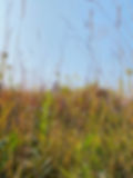 Fall Prairie .jpg