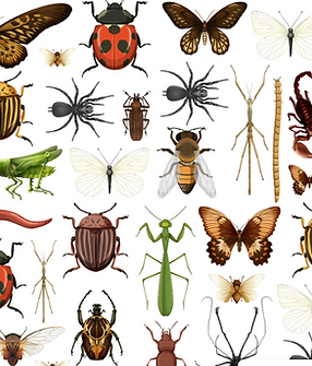 Insects.png