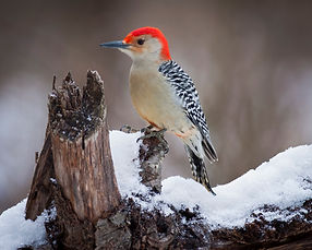 Red bellied woodpecker .jpeg