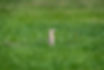 20250508-13 striped ground squirrel.jpg