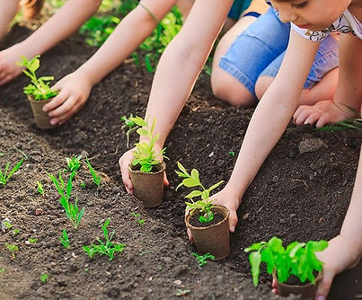 plantano arboles.jpg