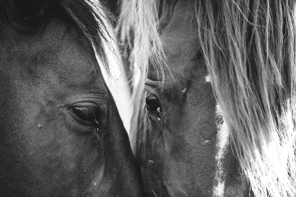 joseph-keil-ESvhJps7q-4-unsplash_edited.