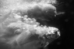 polarbear