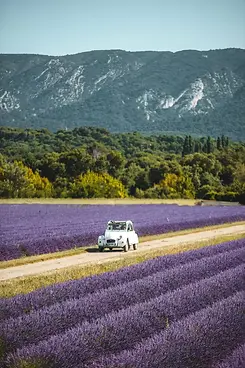 Lavande à Oppède.webp