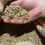 Thumbnail: Ethiopia Djimmah               (GREEN BEANS)