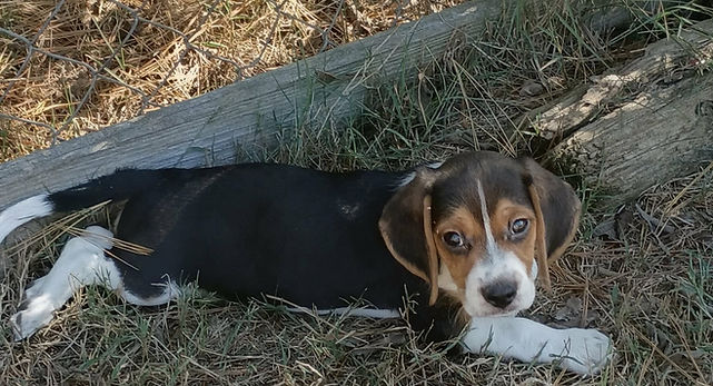 sadie_male_7weeks.jpg