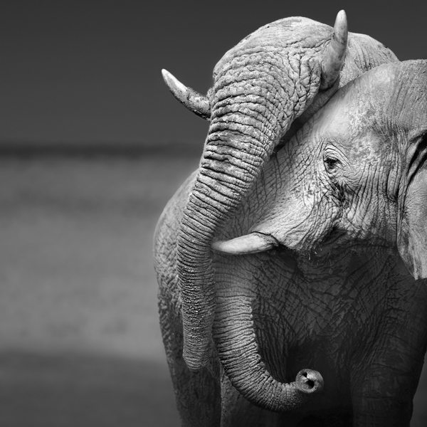 Elephant Love