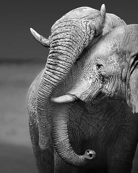 Elephant Love