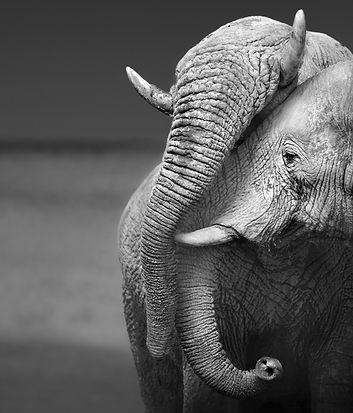 Elephant Love