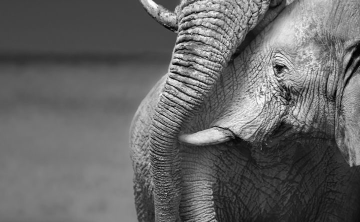 Elefant-Liebe