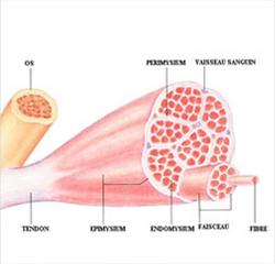 fibre blanche musculation