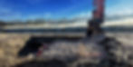 Excavator backfilling works