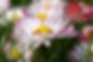 daisies-7946594_1280.jpg