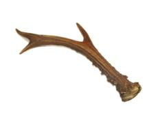 Thumbnail: Deer Antler - Large
