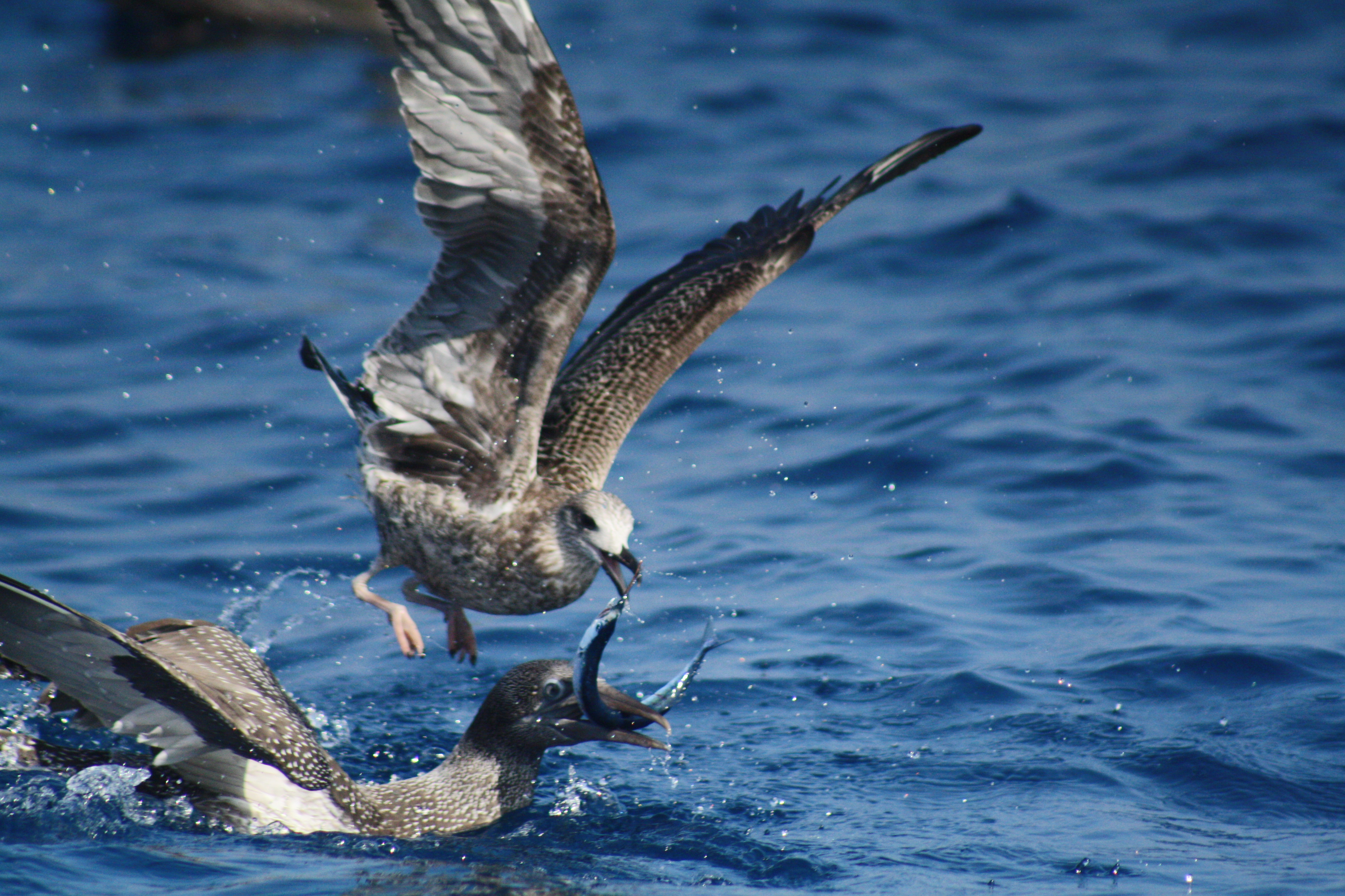 SeaBirds Fishing