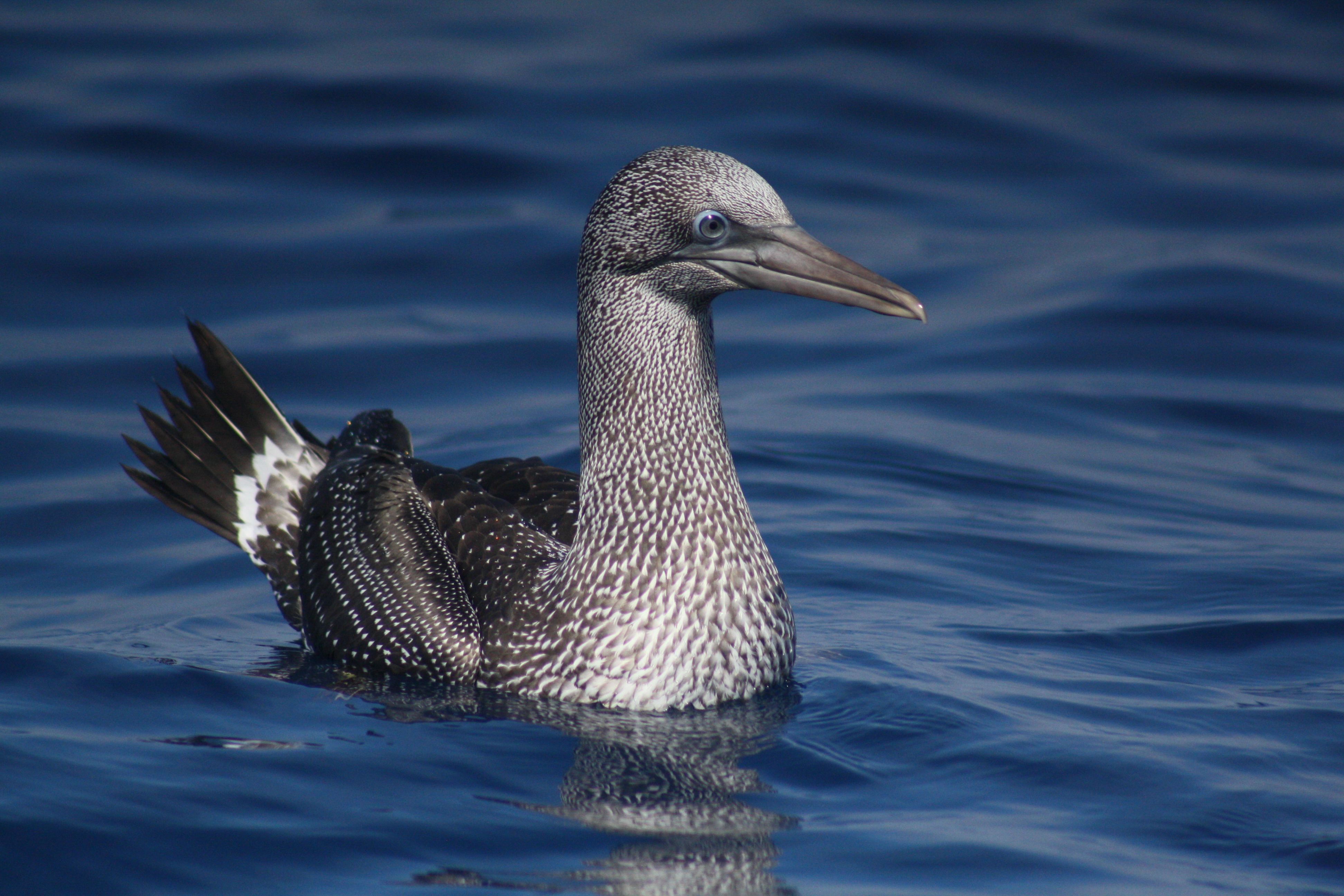 young Gannet