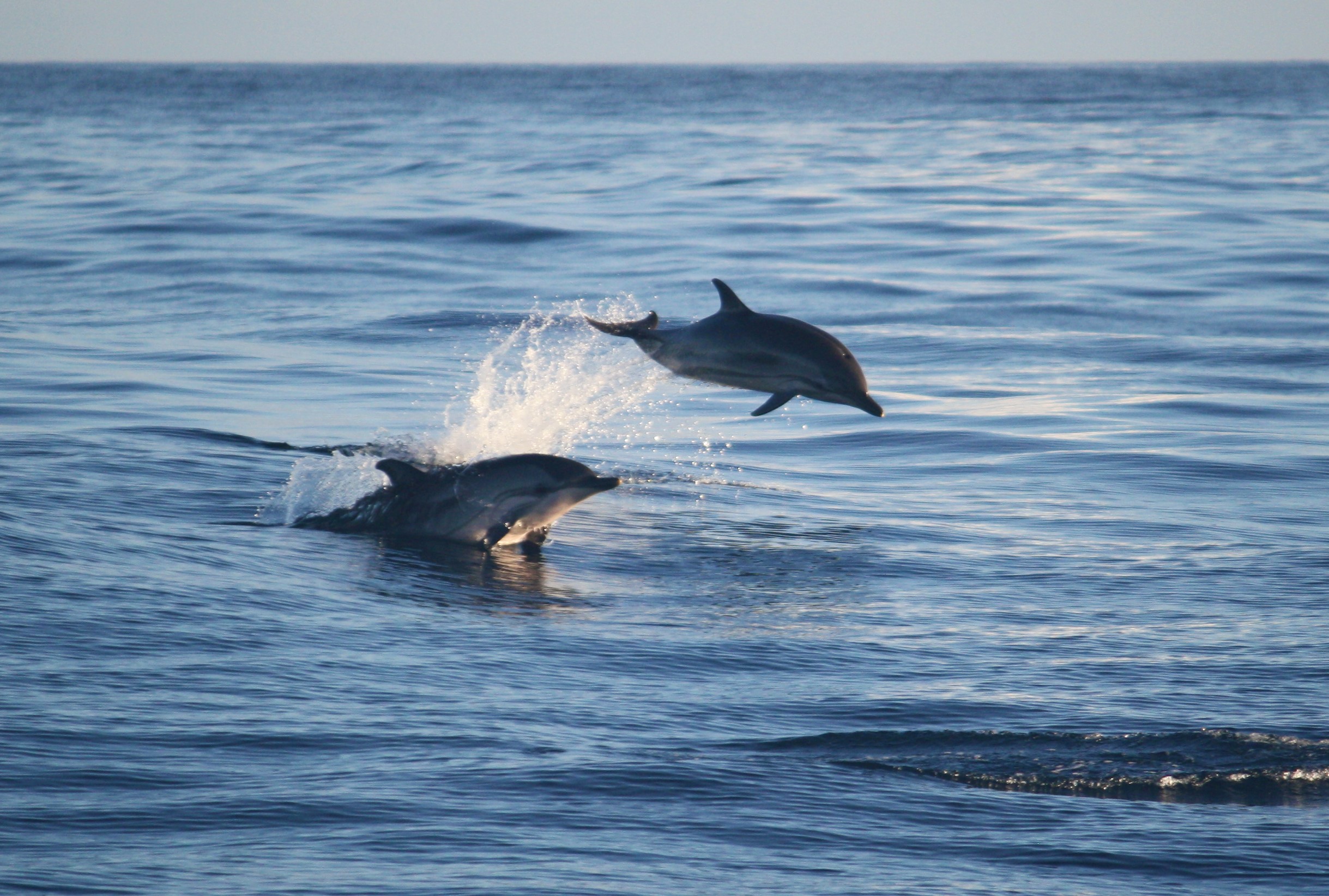 Striped Dolphin