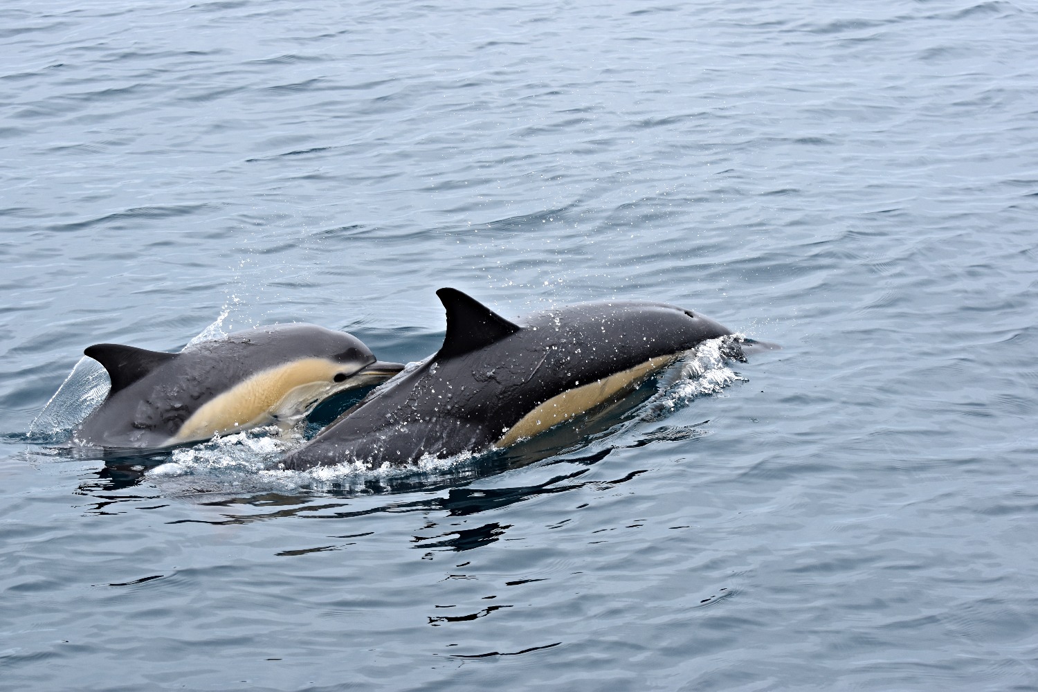 Common Dolphins