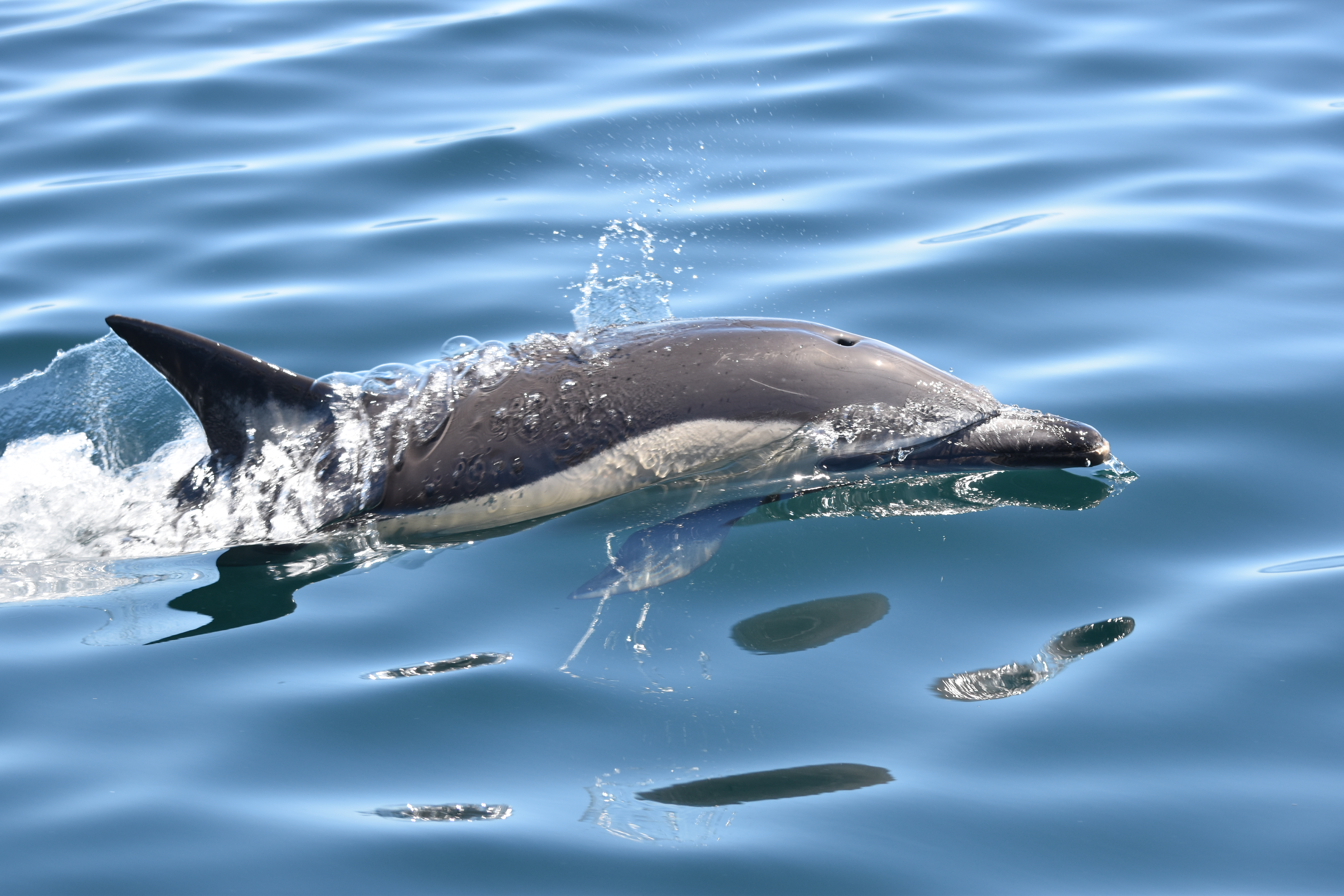 Common Dolphin