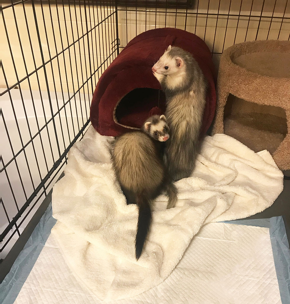 ferrets-ready-to-travel