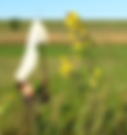 Monarch Tagging Event
