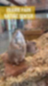 Wild Adventures For Preschoolers And Parents